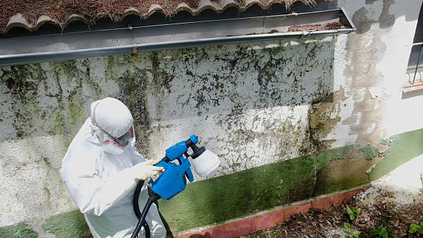 Trusted Black Mold Removal service in Boston, MA - Cheap Mold Removal